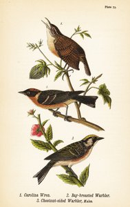 Carolina çalıkuşu, Thryothorus ludovicianus 1, defne göğüslü ötleğen, Setophaga castanea 2, kestane kenarlı ötleğen, Setophaga pensylvanica 3