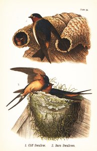 Uçurum kırlangıç, Petrochelidon pyrrhonota 1 ve ahır kırlangıç, Hirundo rustica 2 by John James (after) Audubon