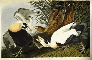 Eider Ördeği, Erkek ve Dişi