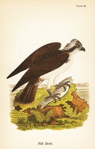 Balık şahin veya osprey, Pandion haliaetus