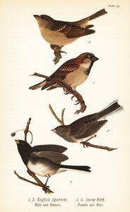 Ev serçesi, Passer domesticus ve kara gözlü junco, Junco hyemalis