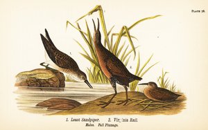 En az kum kuşu, Calidris minutilla 1 ve Virginia rayı, Rallus limicola 2 by John James (after) Audubon