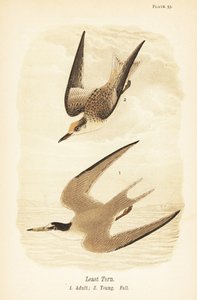 En küçük sumru, Sternula antillarum, yetişkin 1, genç, sonbahar tüyleri 2 by John James (after) Audubon