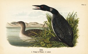 Loon, Gavia immer, kışın genç 1, yetişkin 2 by John James (after) Audubon