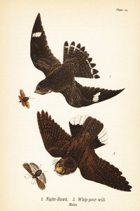 Gece şahini, Chordeiles minör 1 ve doğu kırbaç-fakir irade, Antrostomus vociferus, kırbaç-fakir-vasiyet 2, erkekler