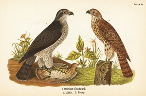 Kuzey çakır kuşu, Accipiter gentilis, Amerikan çakır kuşu, av 1 yetişkin, genç 2
