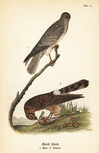 Kuzey harrier, Circus hudsonius by John James (after) Audubon