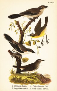 Kuzey örümcek kuşu, Lanius borealis 1, sarı göğüslü sohbet, Icteria virens 2, deniz kaplumbağası örümcek balığı, Lanius ludovicianus by John James (after) Audubon