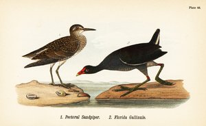 Pektoral kum kuşu, Calidris melanotos 1 ve yaygın gallinule, Gallinula galeata 2 by John James (after) Audubon