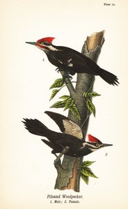 Pileli ağaçkakan, Dryocopus pileatus, erkek 1, dişi 2 by John James (after) Audubon