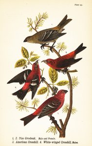 Çam grosbeak, Pinicola enükleatör, erkek 1, dişi 2, Amerikan crossbill veya red crossbill, Loxia curvirostra 3, beyaz kanatlı çapraz gagalı, Loxia leucoptera 4, erkek by John James (after) Audubon