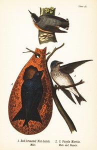 Kızıl göğüslü sıvacı kuşu, Sitta canadensis, erkek 1 ve mor martin, Progne subis, erkek 2 ve dişi 3 by John James (after) Audubon