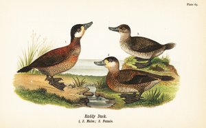 Kızıl ördek, Oxyura jamaicensis, erkek 1,2 ve dişi 3 by John James (after) Audubon