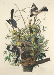 alaycı kuş by John James (after) Audubon