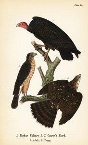 Türkiye akbabası, Cathartes aura 1 ve Cooper