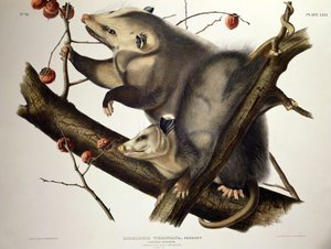 Virginian Opossum, 