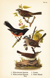 Beyaz boğazlı serçe, Zonotrichia albicollis 1, doğu towhee, Pipilo erythrophthalmus 2, beyaz taçlı serçe, Zonotrichia leucophrys 3 ve kuzey su ardıç kuşu, Parkesia noveboracensis 4 by John James (after) Audubon