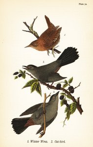 Kış çalıkuşu, Troglodytes hiemalis 1 ve gri kedi kuşu, Dumetella carolinensis kedi-kuş 2 by John James (after) Audubon