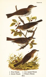 Tahta ardıç kuşu, Hylocichia mustelina 1, Swainson ardıç kuşu, Catharus ustulatus 2, zeytin sırtlı pamukçuk veya münzevi pamukçuk, Catharus guttatus 3 ve alaca pamukçuk veya Wilson ardıç kuşu, Catharus fuscescens 4 by John James (after) Audubon