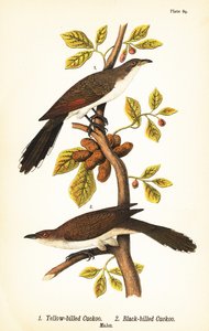 Sarı gagalı guguk kuşu, Coccyzus americanus 1 ve kara gagalı guguk kuşu, Coccyzus erythropthalmus 2, erkekler by John James (after) Audubon