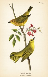 Sarı ötleğen, Setophaga peteşi, erkek 1, dişi 2 by John James (after) Audubon