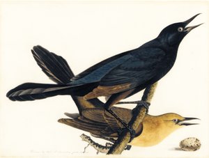 Bir Çift Kayık Kuyruklu Grackles by John James Audubon