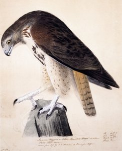 Amerikan Şahini veya Beyaz Göğüslü Şahin, by John James Audubon