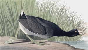 American Coot, Fulica Americana, John J. Audubon