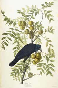 Amerikan Kargası, 1833 by John James Audubon