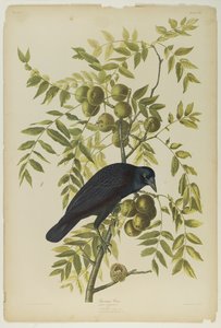 American Crow, Julien Bien tarafından basıldı ve Roe Lockwood & Son tarafından yayınlandı, 1861 (kromolitograf) by John James Audubon