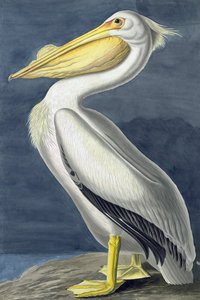 Amerikan Beyaz Pelikan, Pelecanus Erythrorhynchos, John J. Audubon tarafından yazılan "Amerika Kuşları"ndan, pub. 1827-38 by John James Audubon