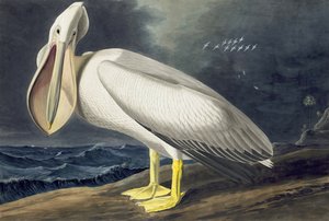 Amerikan Beyaz Pelikan, Pelecanus Erythrorhynchos, John J. Audubon tarafından yazılan "Amerika Kuşları"ndan, pub. 1827-38 by John James Audubon