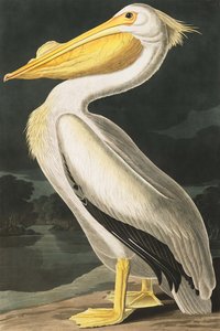 Amerikan Beyaz Pelikan, Pelecanus Erythrorhynchos, John J. Audubon tarafından yazılan "Amerika Kuşları"ndan, pub. 1827-38 by John James Audubon
