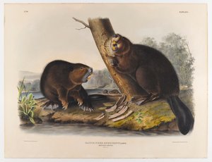 Amerikan kunduzu, 1844 by John James Audubon