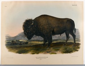 Amerikan bizonu veya bufalo by John James Audubon