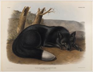 Amerikan siyah veya gümüş tilki by John James Audubon