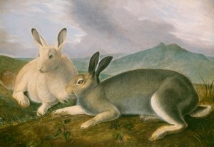 Kutup tavşanı by John James Audubon