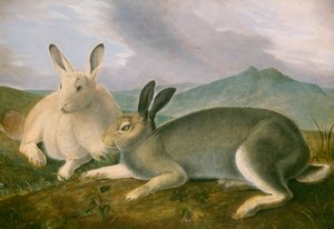 Arctic Hare, c.1841 (kağıt üzerine suluboya ve yağlı boya ile kalem ve siyah mürekkep) by John James Audubon
