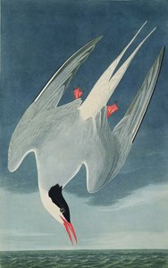 Arctic Tern, Robert Havell (1793-1878) tarafından oyulmuş 