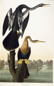 Kara karınlı Darter, 1836 by John James Audubon