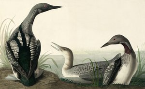Kara boğazlı Dalgıç, Colymbus Arcticus, John J. Audubon