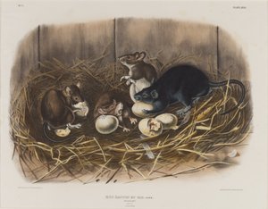 Kara Sıçan, c.1845 by John James Audubon