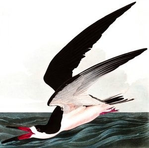 Black Skimmer veya Shearwater, Rhincops Nigra, John J. Audubon