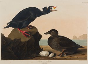 Siyah veya Surf Duck, 1836 (kağıt üzerinde wc) by John James Audubon