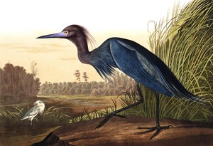 Mavi Turna veya Balıkçıl, Ardea Coerulea, John J. Audubon