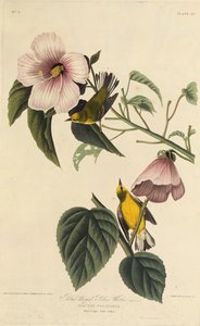 Mavi kanatlı sarı ötleğen. Amerika Kuşları, 1827-1838