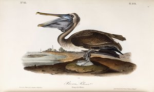 kahverengi pelikan by John James Audubon