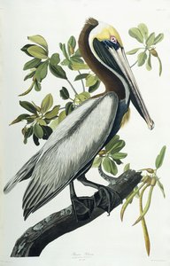 Kahverengi Pelikan, 1835 by John James Audubon