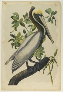 Kahverengi Pelikan, Julien Bien tarafından basıldı ve Roe Lockwood & Son tarafından yayınlandı, 1861 (kromolitograf) by John James Audubon