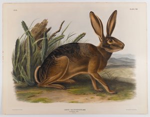 Kaliforniya tavşanı, 1847 by John James Audubon